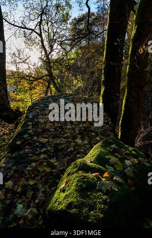 Moosbedeckter Felsen zwischen Bäumen mit Herbstlicht, das durch den Wald filtert Stockfoto