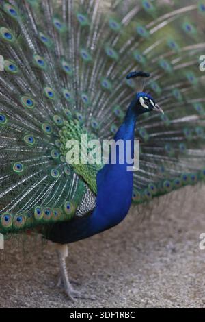 Pfau in einem öffentlichen Park Stockfoto