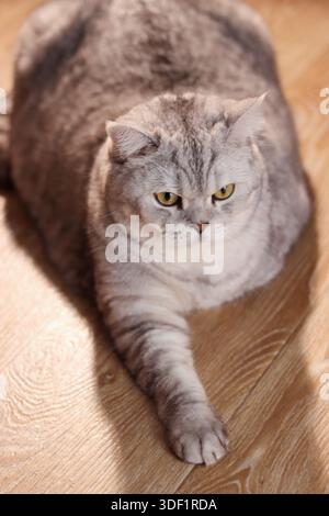 Eine britische Kurzhaarkatze, die sich zu Hause in einer gemütlichen Einrichtung entspannt. Niedliches Haustier, das auf einem Sofa in natürlichem Licht ruht, komfortable Wohnzimmeratmosphäre Stockfoto