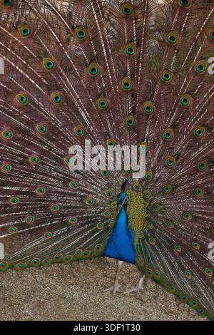 Pfau in einem öffentlichen Park Stockfoto