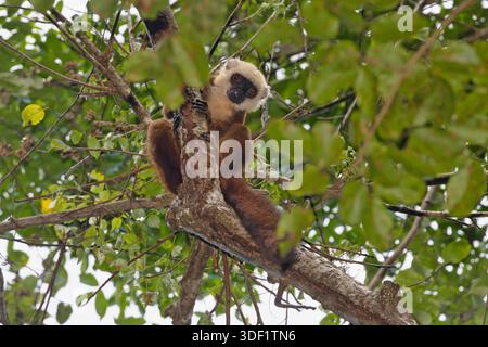 Weißköpfige Lemur, Masoala, Madagaskar, November 2025 Stockfoto