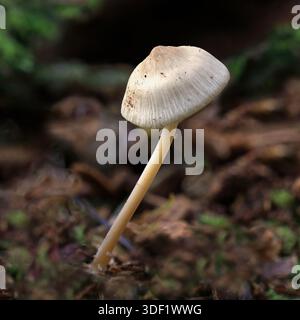 Eine Nahaufnahme von unten auf eine Art von gewöhnlichem Motorhaubenpilz. Der Boden ist mit herbstlich farbigen Blättern bedeckt, die Platz für Textkopien bieten. Stockfoto