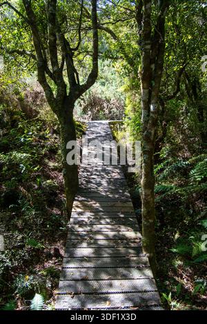 Eine hölzerne Promenade schlängelt sich durch einen üppig grünen Wald, umgeben von Bäumen und Farnen. Sonnenlicht filtert durch das Laub und erzeugt schattige Schatten Stockfoto