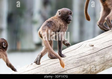 Gelada Baboon Affe. Säugetiere und Säugetiere. Landwelt und Fauna. Wildtiere und Zoologie. Natur- und Tierfotografie. Stockfoto