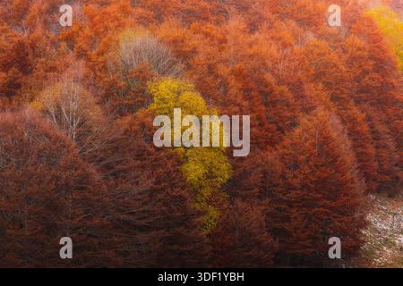 Blick auf feuriges Herbstlaub in Rot und Orangen, unterbrochen von einem auffälligen gelben Baum, der einen lebendigen Farbteppich erzeugt, Subiaco, Lazio, I Stockfoto