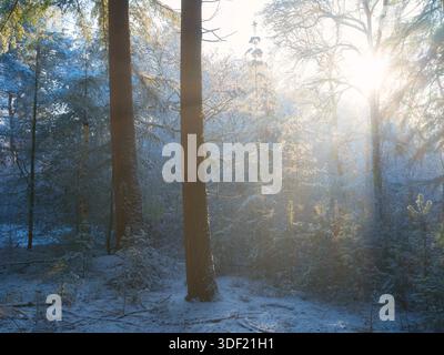 Winterlicht in einer Waldlandschaft mit schneebedeckten Bäumen - Pannenhoef, Niederlande Stockfoto