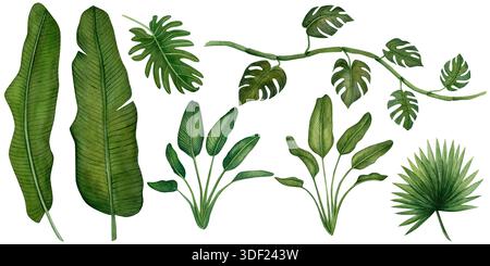 Aquarellset mit isolierten Illustrationen tropischer grüner Blätter. Set exotischer Blätter, ein botanisches Aquarellbild. Dschungel-Illustrationen Stockfoto