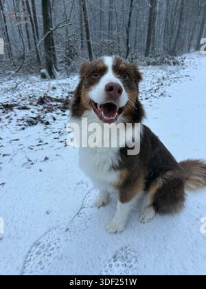 Australian Shepherd Red Tri sitzt im Schnee, Bäume im Hintergrund Stockfoto