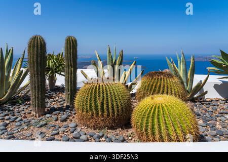 Kakteen und Pflanzen auf einem Steinbett mit Blick auf das Ägäische Meer in Imerovigli, Santorin, Griechenland, Europa Stockfoto