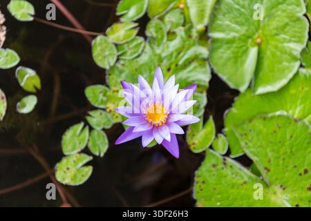 Blauer Lotus Wasserlilie Blume in einem Teich, Singapur Stockfoto