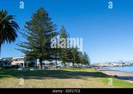 Ein malerischer Blick auf das Wasser mit hohen Kiefern, die eine grasbewachsene Fläche säumen, mit einem klaren blauen Himmel und Booten im Yachthafen im Hintergrund. Stockfoto