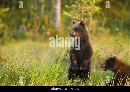 Zwei junge Braunbären (Ursus arctos) stehen auf einer Wiese im Wald unter warmer Sonne, Karelien, Lappland, Finnland Stockfoto