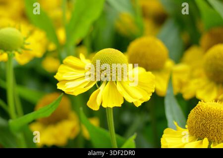 Helenium Tijuana Messing. Sneezeweed „Tijuana Brass“ wurde von Hochsommer bis Herbst für leuchtend gelbe Gänseblümchen wie Blumen geschätzt. Auch bekannt als Helen's Flower. Stockfoto