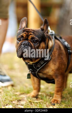 Nahaufnahme einer französischen Bulldogge, die auf Gras steht, während sie ein Gurtzeug trägt. Stockfoto