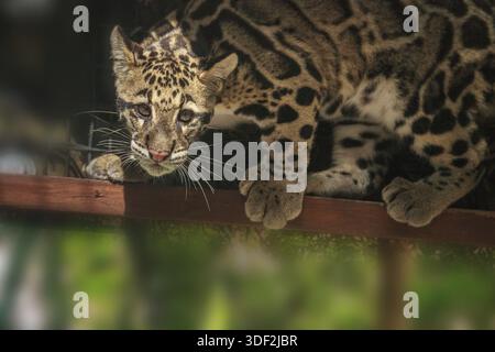 Baby-getrübte Leopard-Kit Neofelis nebulosa ist als verletzlich gelistet und kann in Asien gefunden werden Stockfoto