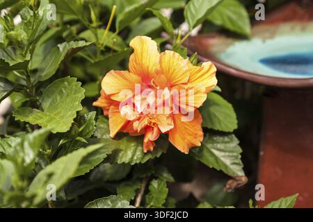 In einem Garten in Naples, Florida, blüht die geraffte orange Hibiskusblüte Stockfoto