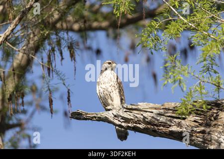 Red tailed Hawk Buteo jamaicensis Greifvogel Barsche auf einem Baum in Naples, Florida Stockfoto