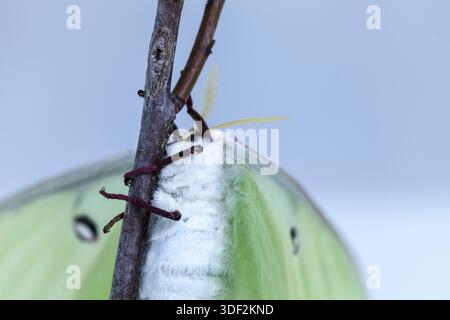 Weibliche hellgrüne luna Moth Actias luna in Portland, Maine Stockfoto