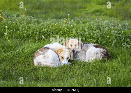 Zwei Hunde liegen dicht beieinander auf grünem Gras und wirken entspannt, Georgia Stockfoto