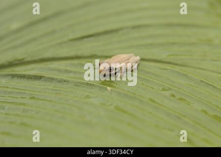 Baby-Kiefernwälder Baumfrosch Dryphophytes femoralis thront auf einem grünen Ingwerblatt in Neapel, Florida Stockfoto