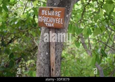 Vorsicht vor einem Manchineelbaumschild auf einer Manchineelbaumrinde im Petit Carenage Sanctuary, Carriaco, Grenada. Die Früchte dieser Bäume sind giftig. Stockfoto