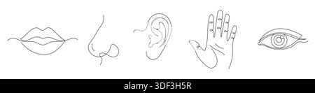 Ein Set aus fünf menschlichen Sinnen in einem minimalistischen einzeiligen Kunststil: Sehen, Hören, Geruch, Geschmack und Berührung. Bearbeitbare Zeile Stock Vektor