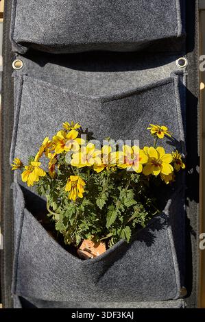 Details von Pflanzen im Freien, die in umweltfreundlichen Pflanzgefäßen aus Stoff an der Wand angebaut werden und eine dekorative und nachhaltige Lösung für Heimgärtner bieten Stockfoto