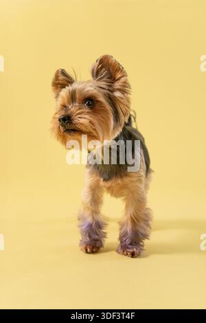 Yorkshire Terrier Welpe posiert auf weichem gelbem Hintergrund – Studio-Porträt Stockfoto