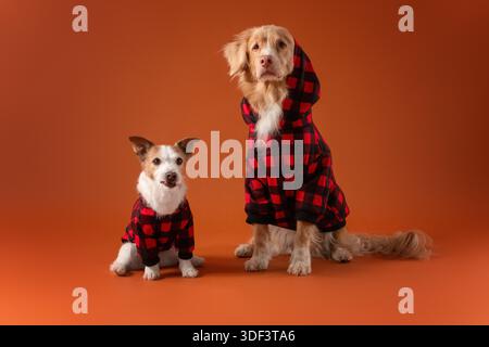Festliche Freundschaft zweier Hunde in karierten Pullover auf hellem Weihnachtshintergrund Stockfoto