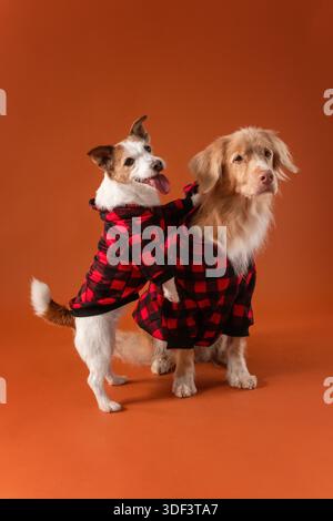 Passende Weihnachtspullover – Jack Russell und toller Dogs im Studio Stockfoto