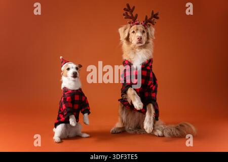 Niedliche Hunde in passenden karierten Pullover vor rot-orangefarbenem Feiertagshintergrund Stockfoto