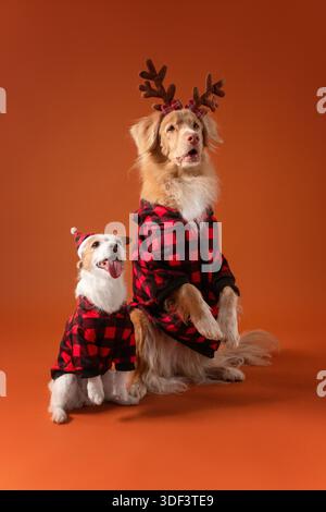 Zwei Hunde in rot-schwarz karierten Pullover, die zusammen auf festlichem Hintergrund posieren Stockfoto