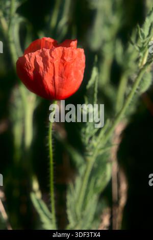 Wilde Rote Mohnblüte Im Gras – Naturfeldblumen-Porträt Stockfoto