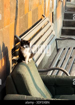Eine schwarz-weiße Katze sitzt auf einem grünen Stuhl, eine Straßenkatze wandert durch die Straßen der Stadt. Hochwertige Fotos Stockfoto