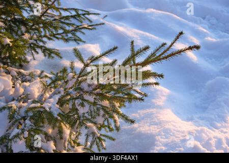 Tannenzweige bedeckt mit Schnee im Winterwald. Weihnachtshintergrund Stockfoto