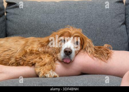 Verwöhnter Cocker Spaniel Hund, der über dem Bein einer Besitzerin auf dem Sofa schläft Stockfoto