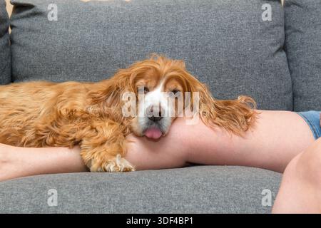 Verwöhnter Cocker Spaniel Hund, der über dem Bein einer Besitzerin auf dem Sofa schläft Stockfoto