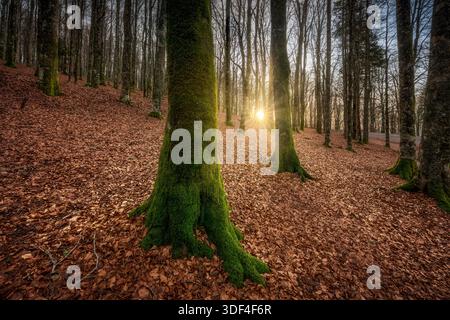 Malerische Spätherbstlandschaft in einem Buchenwald zwischen Vallombrosa und Monte Secchieta. Goldenes Sonnenlicht filtert durch Bäume auf einen Teppich von Gefallenen Stockfoto