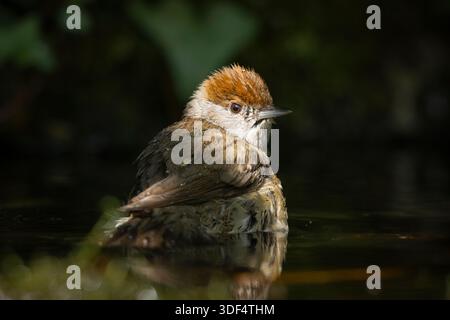 Eurasische Schwarzmütze Sylvia atricapilla Erwachsene Frauen baden im Garten Wildtierteich, Somerset, Großbritannien, Europa, Sommer. Stockfoto