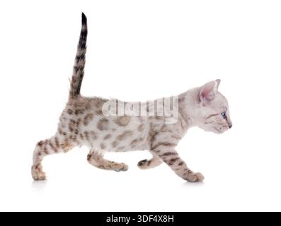 Bengal Katze vor weißem Hintergrund Stockfoto