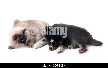 Bild einer pompösen und sibirischen Katze vor weißem Hintergrund Stockfoto
