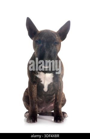 Miniatur Bull Terrier vor weißem Hintergrund Stockfoto