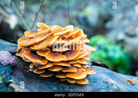 Eine Gruppe von leuchtend orangen Enoki-Pilzen wächst auf einem gefallenen Baumstamm in einem Wald und zeigt die Schönheit der Pilze in der Natur. Stockfoto