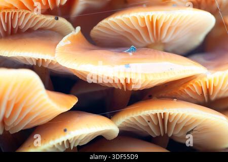 Eine Ansammlung von Enoki-Pilzen mit zarten Kiemen und einem winzigen Insekten, das auf einer der Kappen krabbelt. Stockfoto