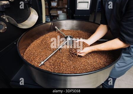 Ein Barista schöpft frisch geröstete Kaffeebohnen aus dem Fass einer Industriemaschine Stockfoto