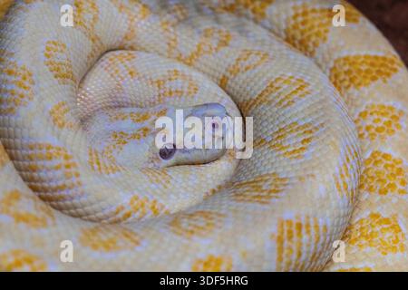 Nahaufnahme von Albino Australian Darwin Carpet Python Stockfoto