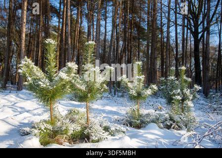 Pinienkohl bedeckt mit Schnee im Kiefernwald im Winter, Holland Stockfoto