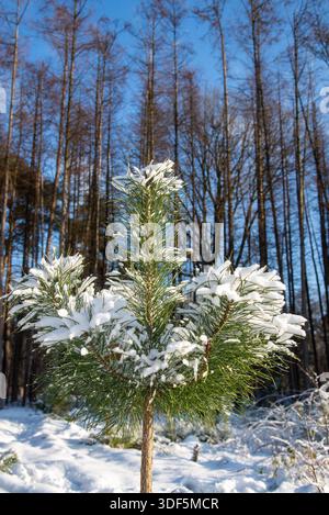 Pinienkohl bedeckt mit Schnee im Kiefernwald im Winter, Holland Stockfoto