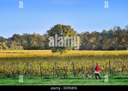 Junge Frau mit Hund, die an Reihen von Weinreben vorbeiläuft, während die warme Herbstsonne eine Eiche fängt, Denbies Wine Estate, Dorking, Surrey UK Vineyard Stockfoto