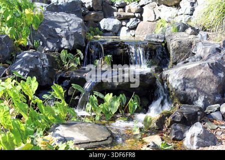 Kleiner Wasserfall, der über Felsen stürzt und von Wasserpflanzen umgeben ist, in den Bundaberg Botanic Gardens in Queensland, Australien Stockfoto